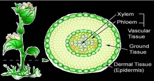 plantanatomy3