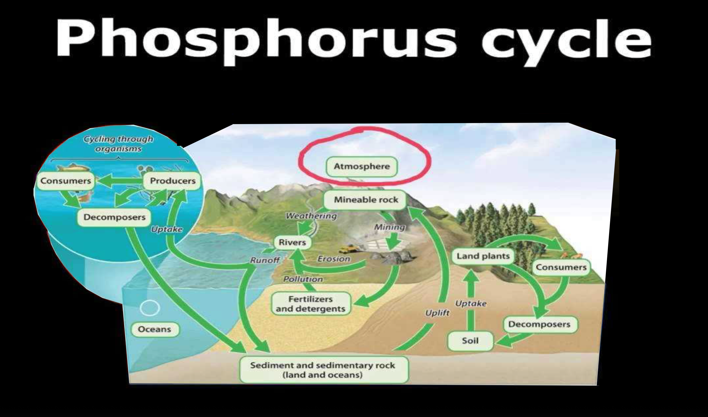 Phosphorus Cycle Diagram