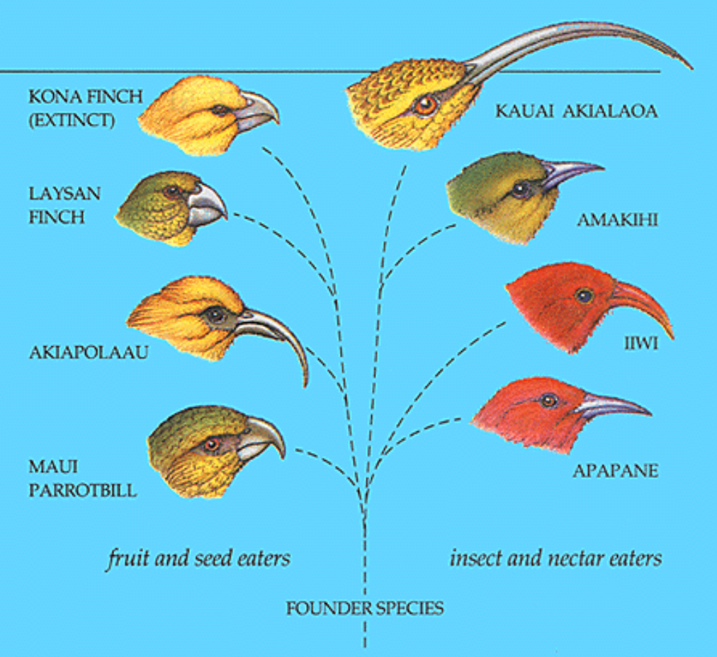 Adaptive Radiation