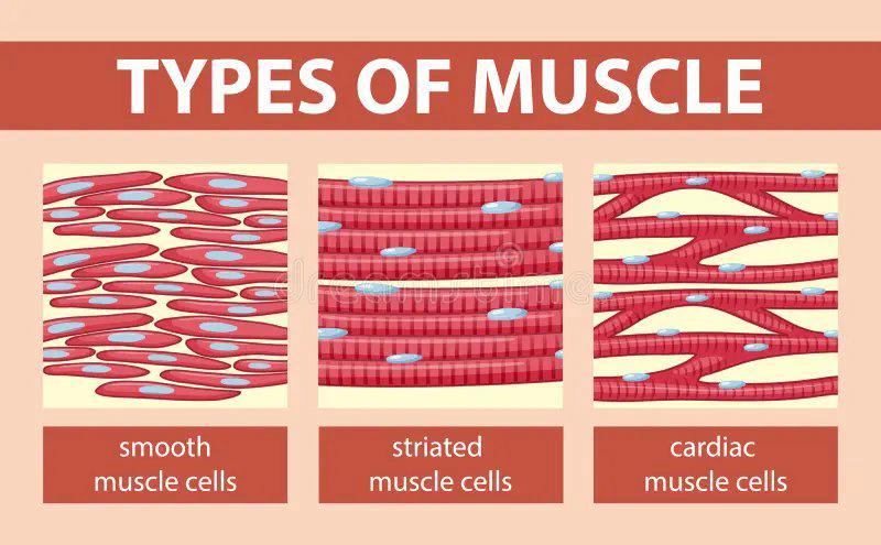 animaltissues3