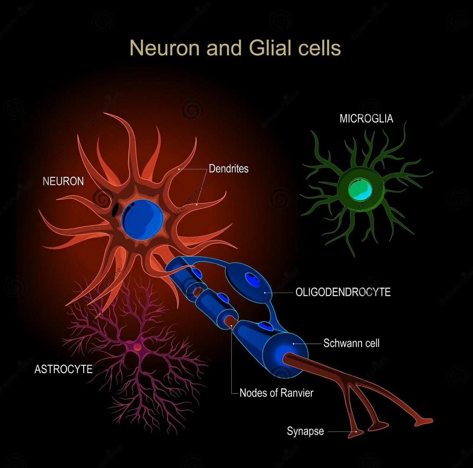 animaltissues4