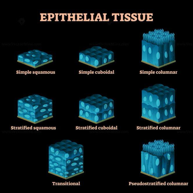 animaltissues1