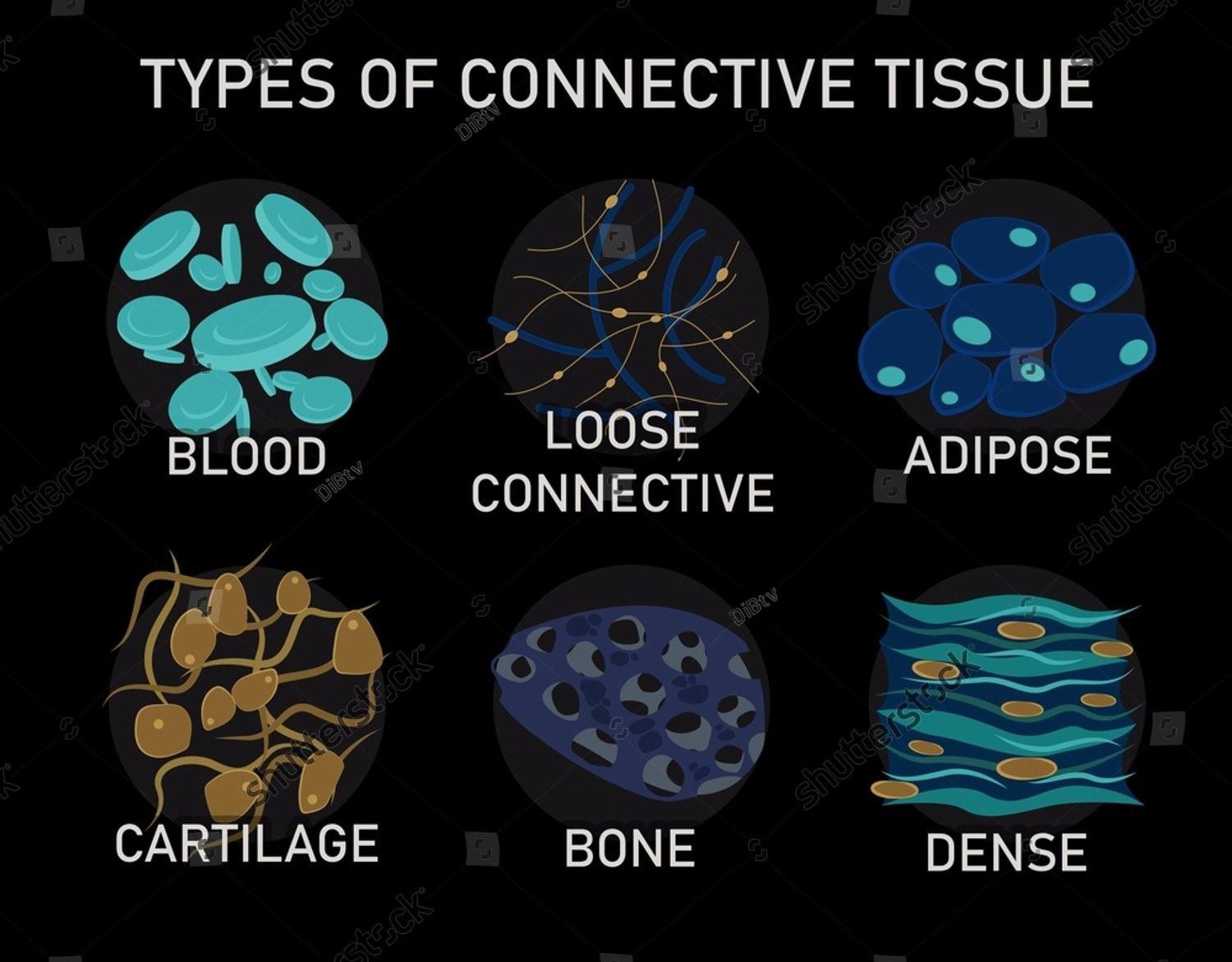 animaltissues2