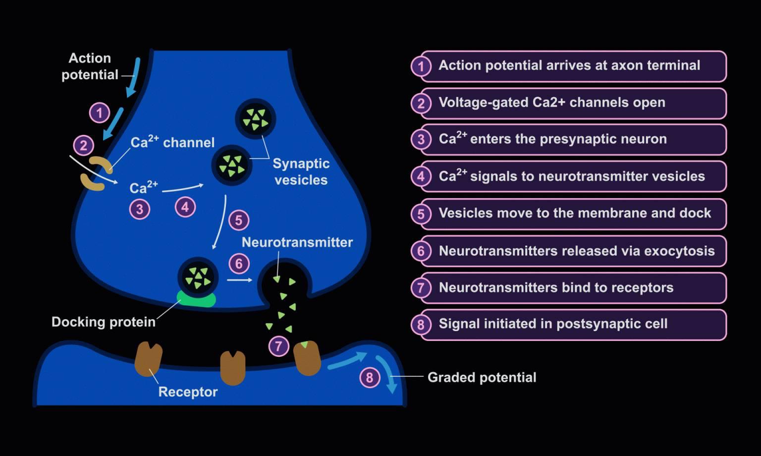 neuron2