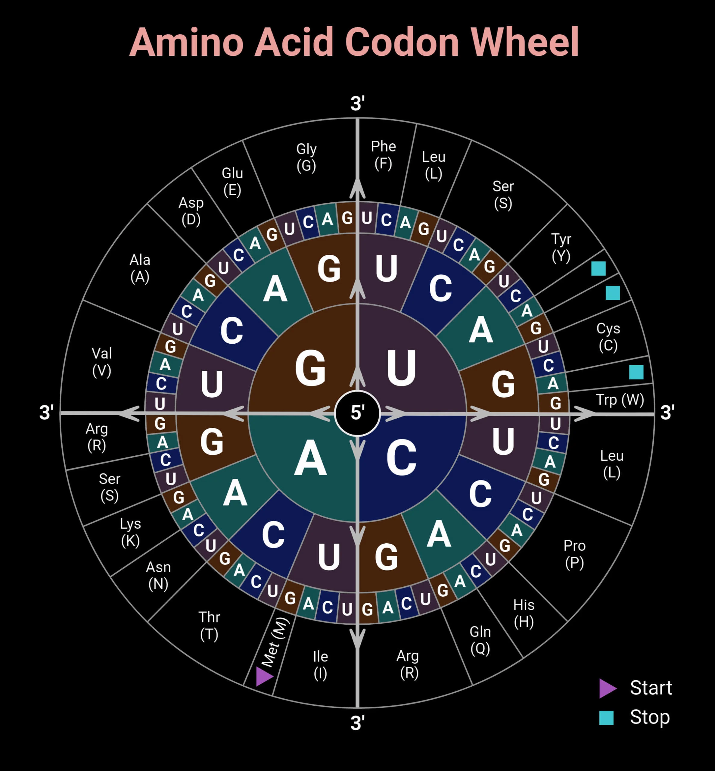Codon Chart