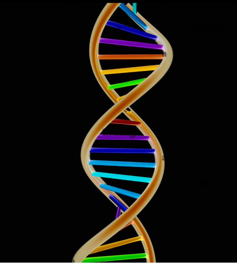 Structure of DNA