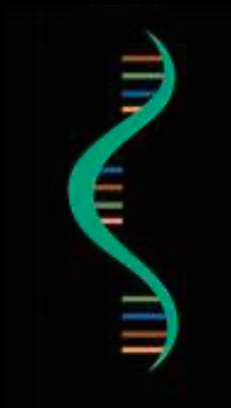 Structure of RNA