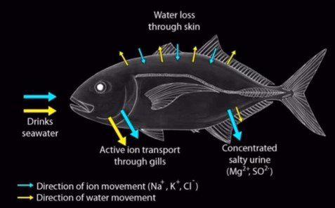 osmoadapt2
